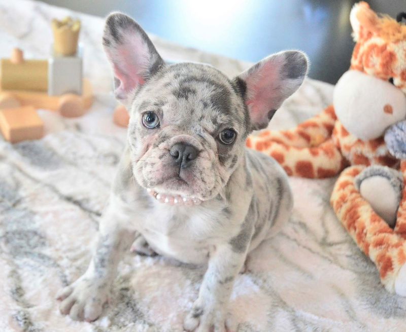 French Bulldog