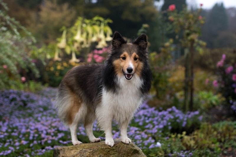 Forget endless training struggles - These 11 dog breeds actually want to work with you 8 Shetland Sheepdog