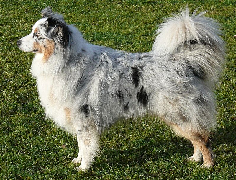 11 dogs that perform better with confident, one-time commands 8 Australian Shepherd