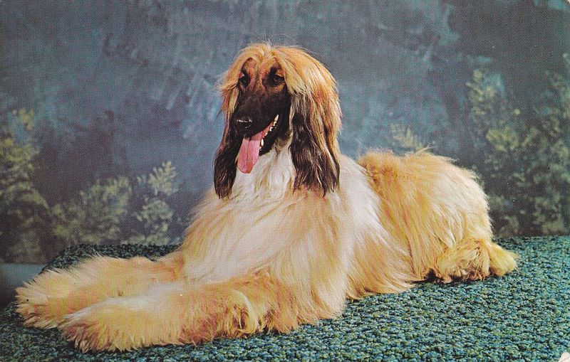 Looking camera-ready comes naturally to these 11 dog breeds – plus 3 breeds that wear their messy look proudly 2 Afghan Hound