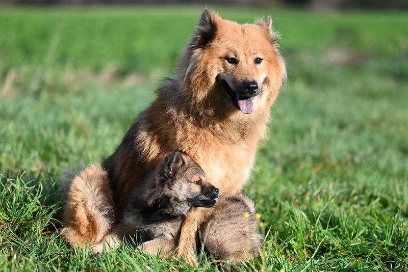13 breeds that do better with calm handling than constant hype 12 Eurasier