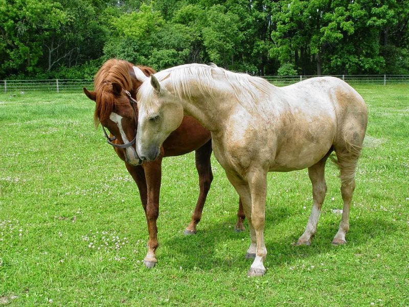 Pastures That Feel Like a Fresh Start