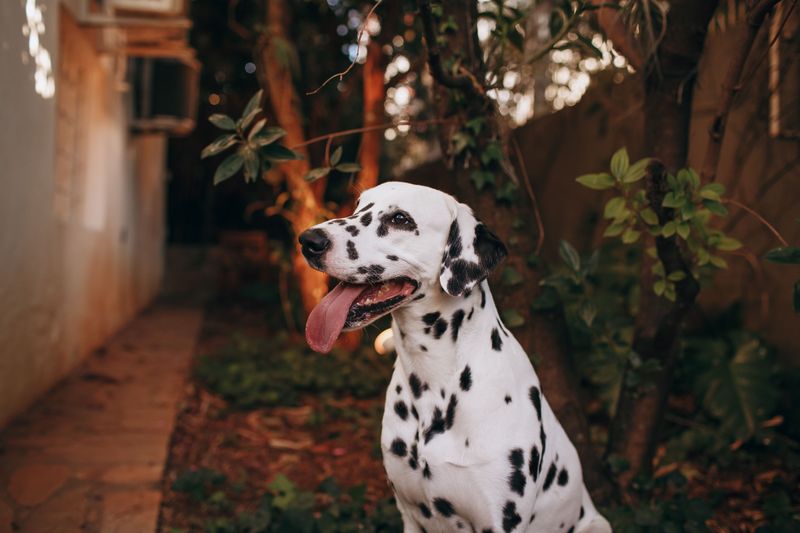 Remember when these dogs seemed to be everywhere? Their disappearing popularity tells a different story now 2 Dalmatian