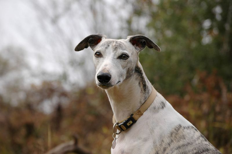 Whippet