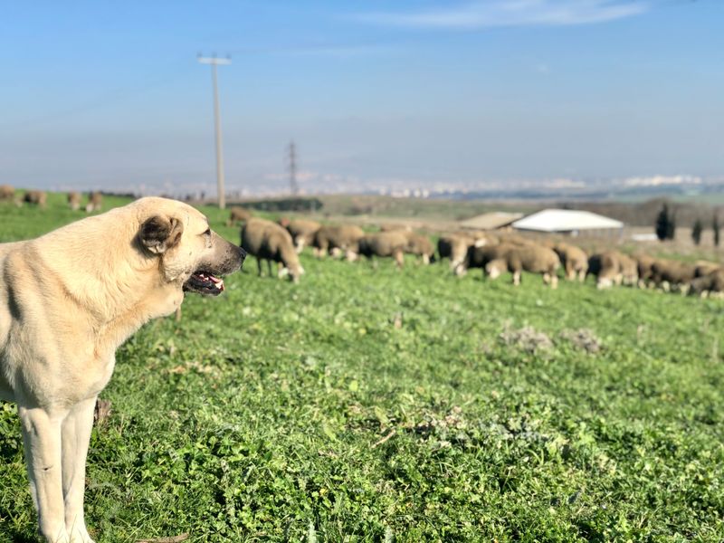 These dogs don't need to announce how powerful they are every five minutes 11 Anatolian Shepherd Dog - planner of the pasture