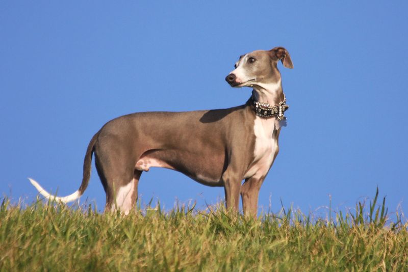 Everyone in the house may love them - these dog breeds can still make their favorite person painfully obvious 7 Italian Greyhound