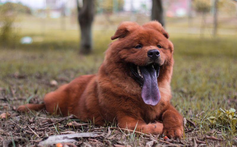 10 dog breeds owners often misjudge because stress looks a lot like stubbornness 7 Chow Chow