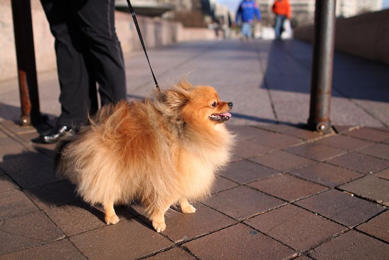 Point the camera at these dog breeds and half the work already seems done 10 Pomeranian