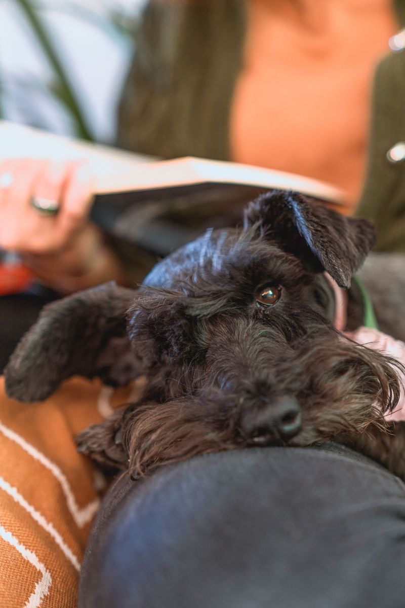 Calm enough to sleep beside you, alert enough to notice unusual activity - These breeds can offer both traits 11 Giant Schnauzer: Busy Mind, Quiet Breaks