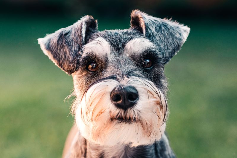 12 dogs that may appreciate a predictable household - plus 2 that enjoy shaking things up 13 Miniature Schnauzer