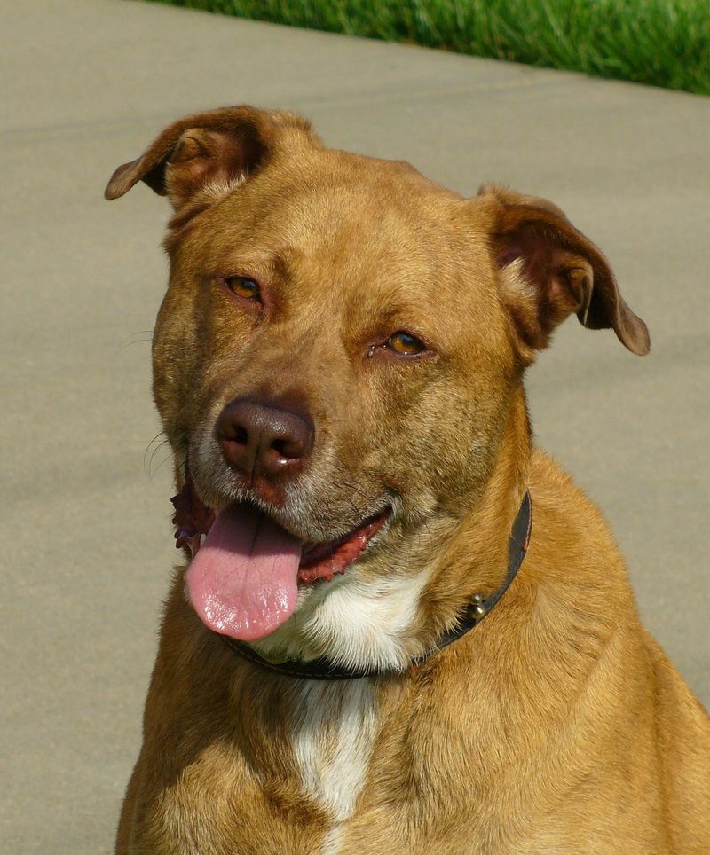 Mixed Breed (Shelter Mutt)