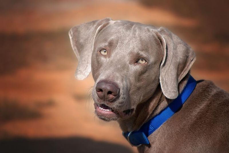 13 dogs that flourish in warm weather - and 3 that adapt better than most people expect 7 Weimaraner