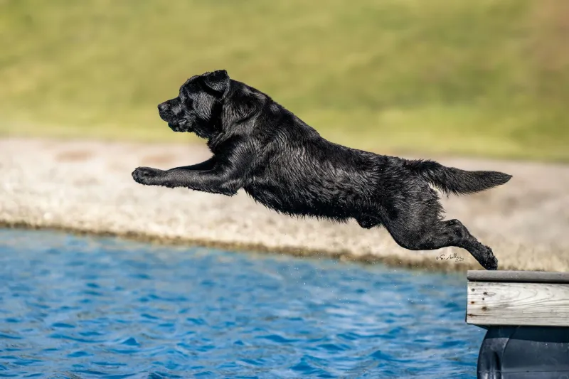 11 dog breeds experienced owners never regret – plus 3 timeless choices 13 Labrador Retriever