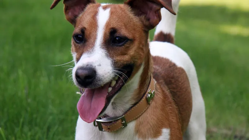 You set the house rules - until one of these 9 dog breeds decides they're negotiable 7 Jack Russell Terrier