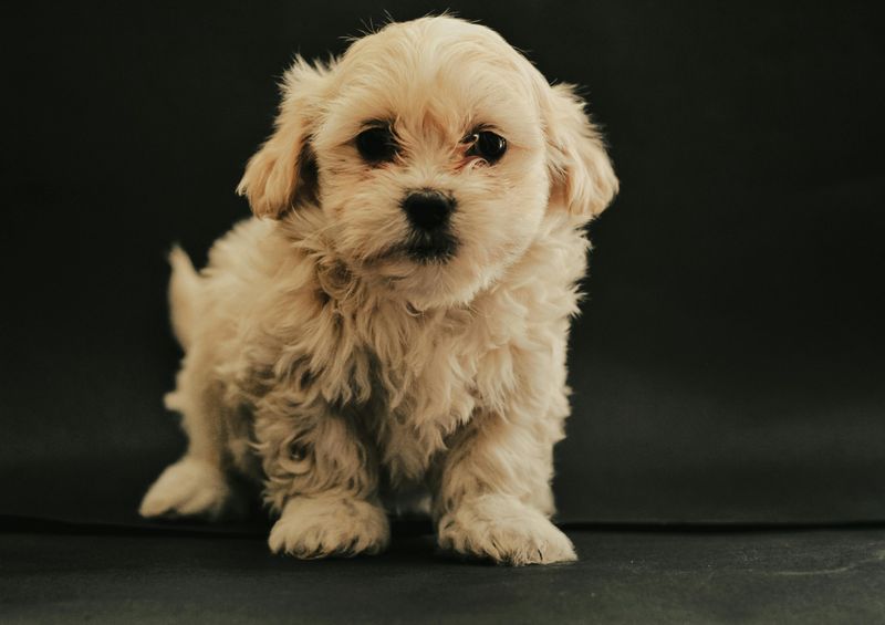 Maltese