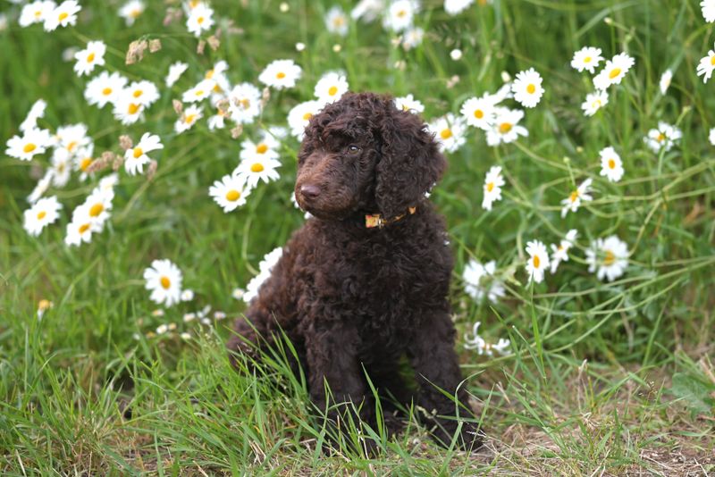 The best-kept secret among experienced owners may be these 13 underrated dog breeds 11 Curly-Coated Retriever