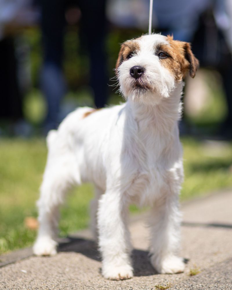 Certain dog breeds are known for hardiness while others require owners to prepare for more potential health concerns 7 Parson Russell Terrier - bold heart, boundless spring