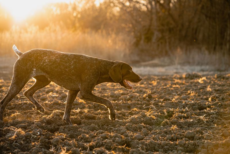 Think your dog has forgotten you're on a walk? Its nose may simply have found a story you can't access 6 German Shorthaired Pointer - Airborne plot-twists