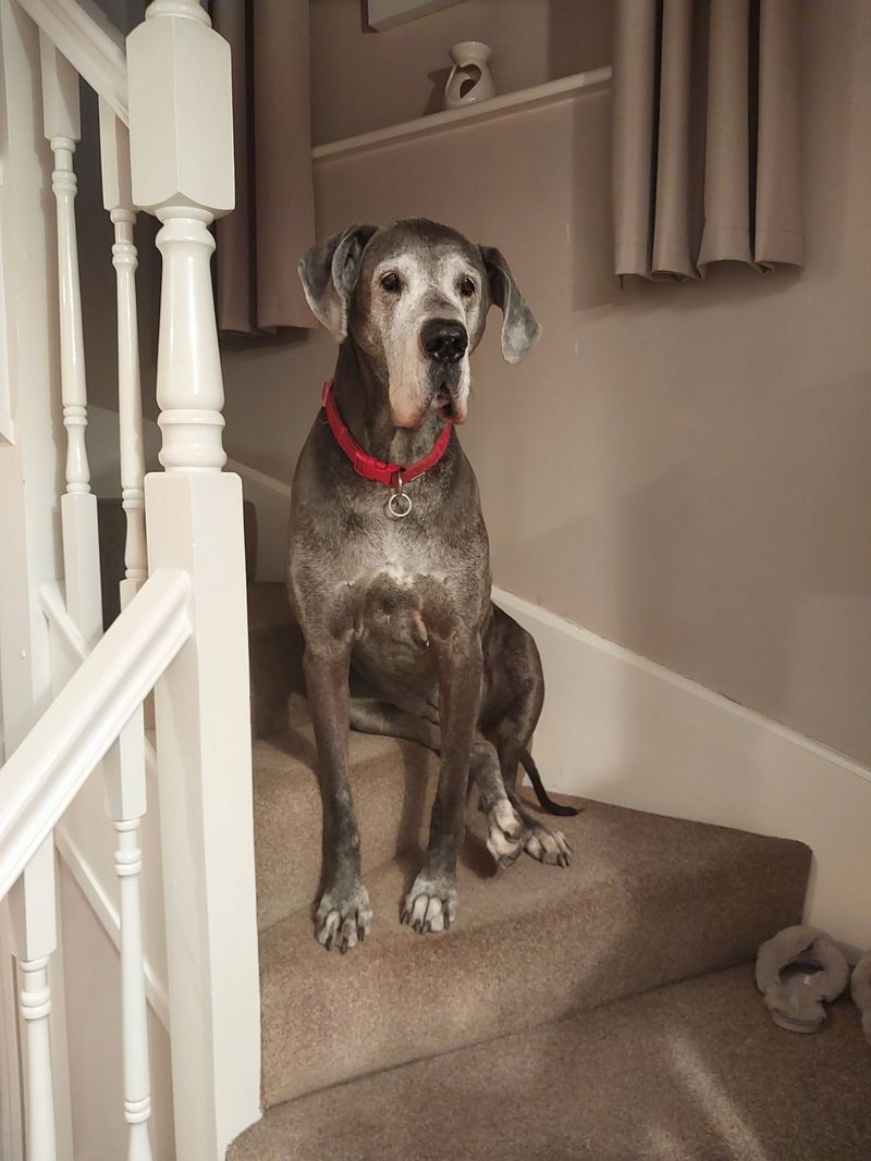 First impressions get these dog breeds wrong surprisingly often 7 Great Dane - gentle giant roommate