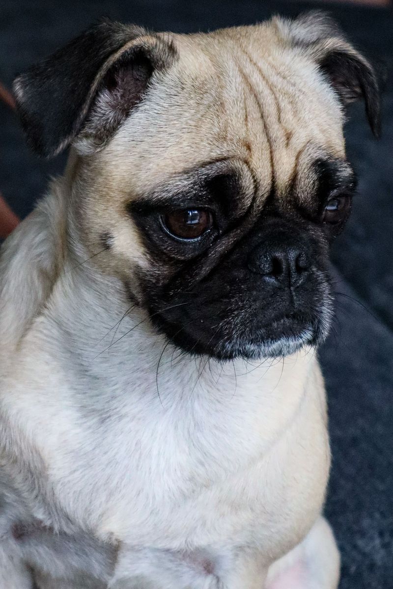 11 wrinkly breeds that prove some of the dog world's most irresistible faces come with a few extra folds 5 Pug