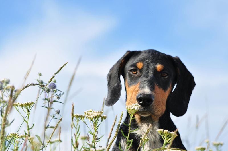 11 Long-Eared Dog Breeds and Why They’re So Beloved 11 Black and Tan Coonhound