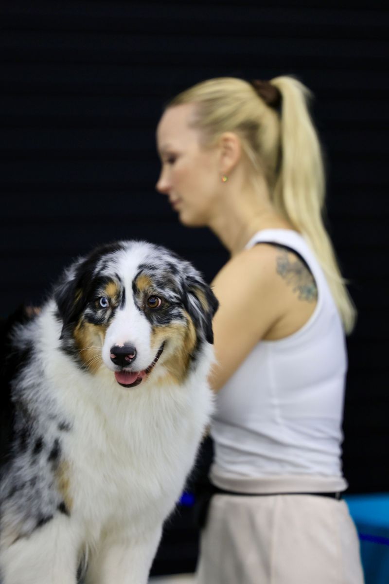 Living with these dog breeds feels different every year - because they keep developing in unexpected ways 4 Australian Shepherd