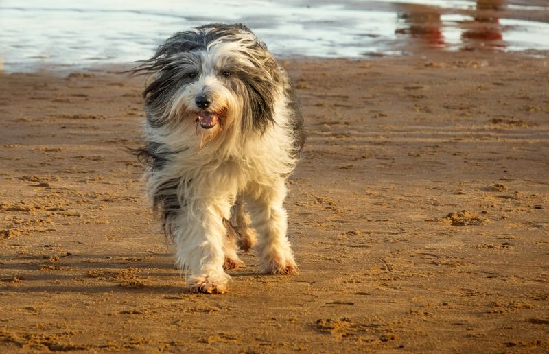 Bearded Collie