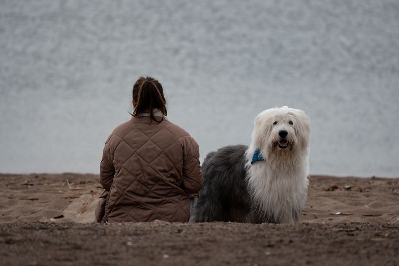 Changing lifestyles are pushing these dog breeds out of the spotlight 3 Old English Sheepdog