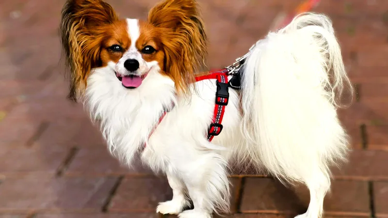 Papillon
