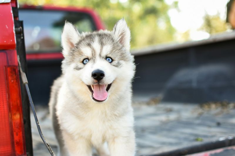 Alaskan Klee Kai