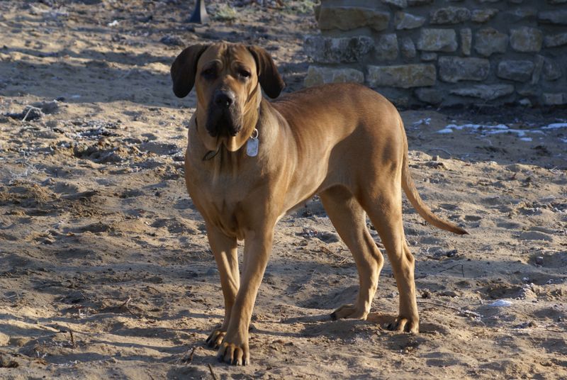 Fila Brasileiro