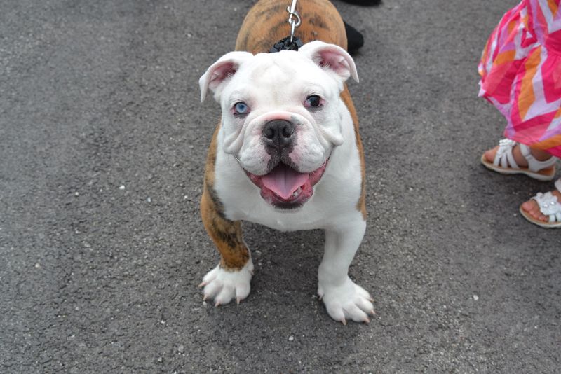 Wonderful dogs can remain homeless far longer than expected - these are among the ones often passed by 6 American Bulldog