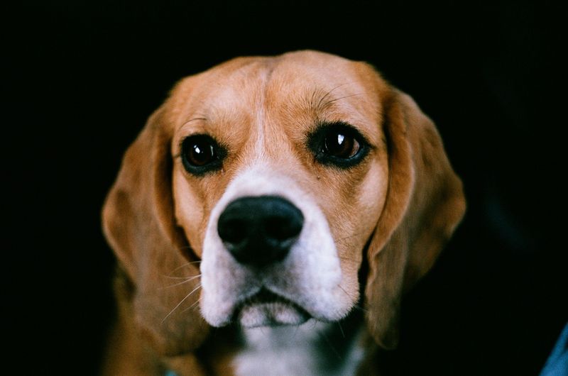 14 dog breeds that form such intense bonds they struggle when you're not around, plus 5 more that hate being left alone 19 Beagle