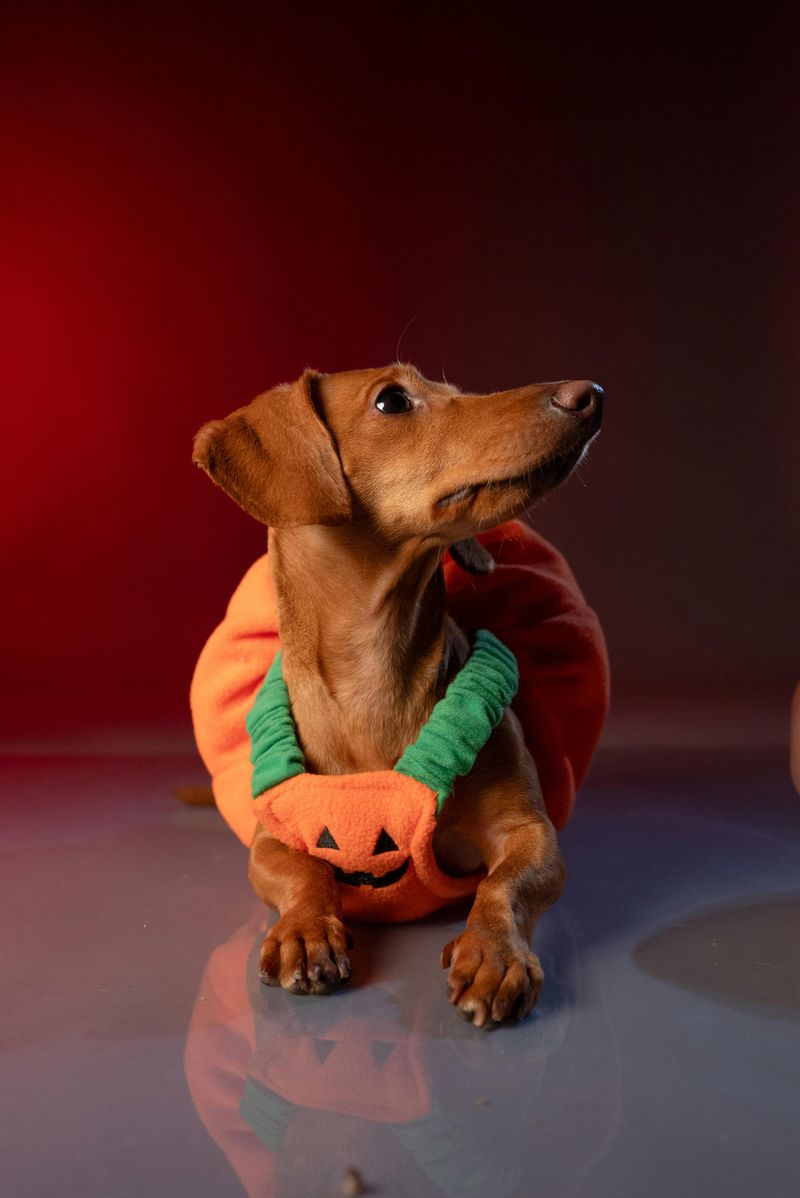 16 breeds that get offended when you stop petting them 10 Dachshund