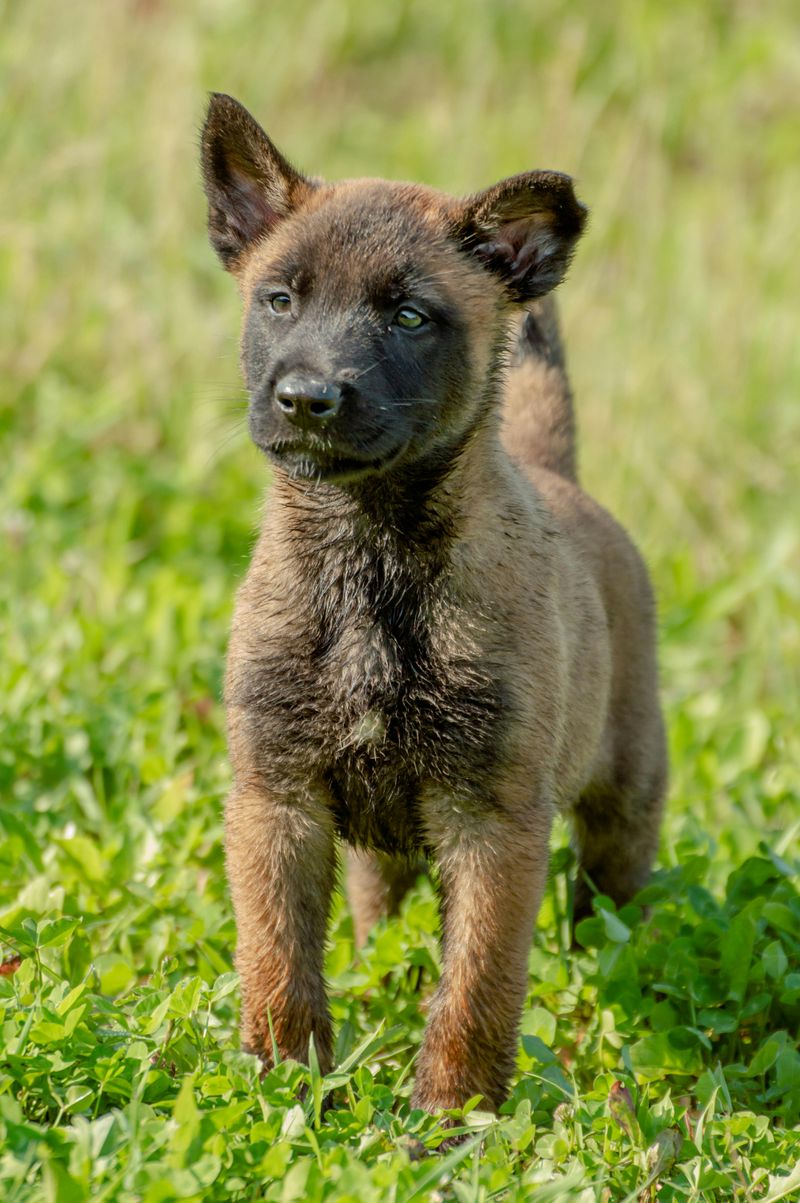 Belgian Malinois