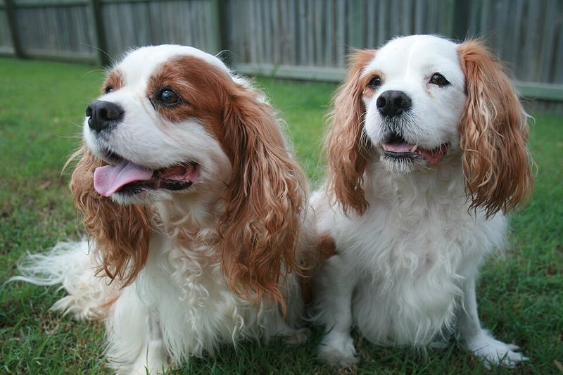 Some dogs enjoy doing their own thing - These breeds would rather join whatever you're doing 3 Cavalier King Charles Spaniel