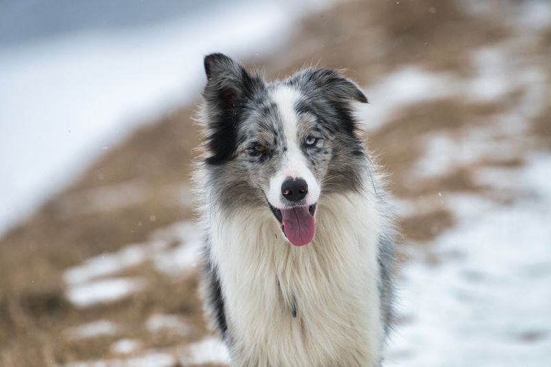 These 12 dog breeds frustrate many owners - until they discover what actually works 11 Border Collie