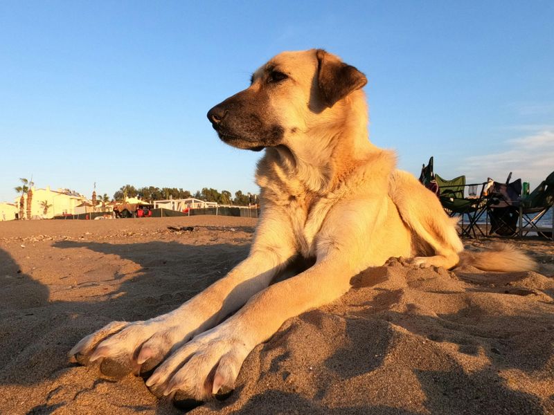 11 rugged dog breeds that still carry the mentality of life in harsh terrain 3 Kangal