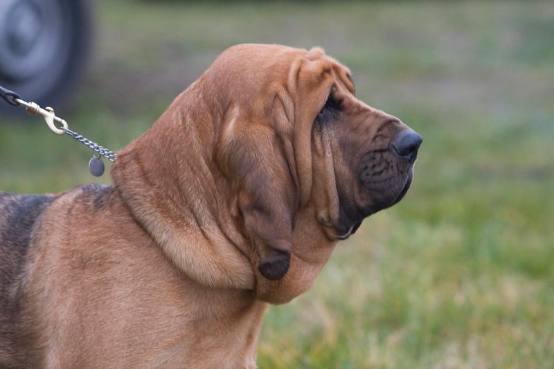 13 breeds that do better with calm handling than constant hype 9 Bloodhound