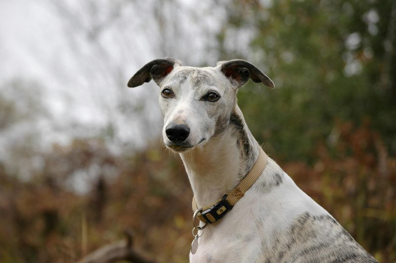These 14 Dog Breeds Are Built for Real-World Life - See Which Matches You 11 Whippet
