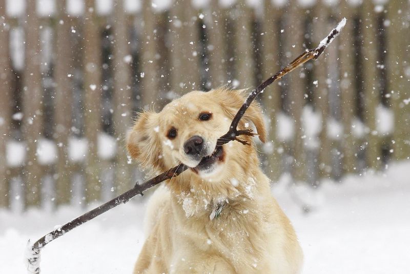 12 dog breeds whose loyalty becomes one of the most rewarding parts of ownership 4 Golden Retriever