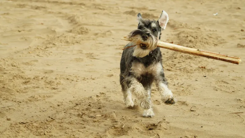 Miniature Schnauzer