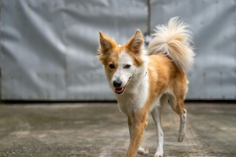 Icelandic Sheepdog