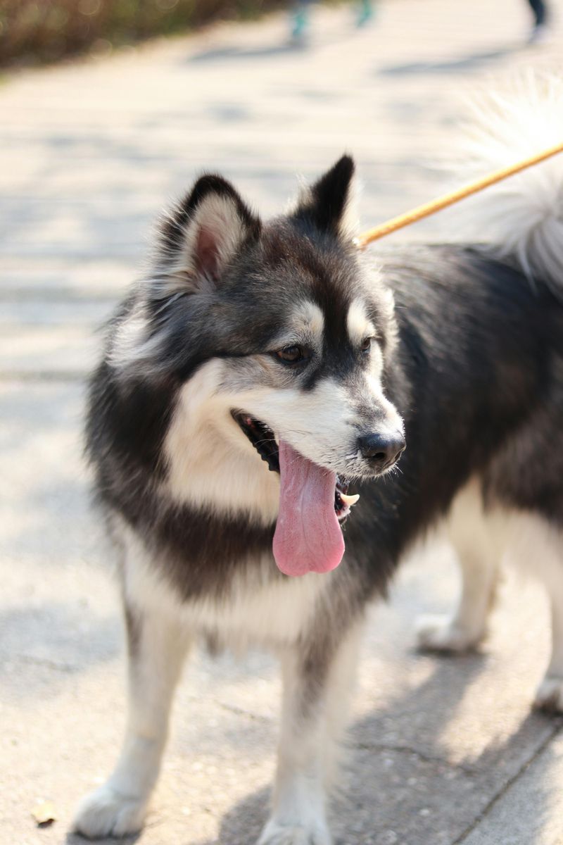 Panting without exercise