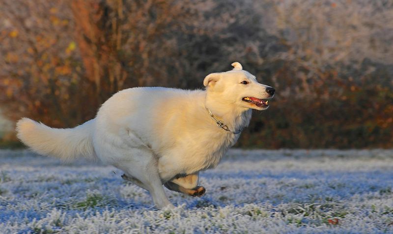 These 14 dogs combine loyalty, awareness, and strong guarding instincts 12 Kuvasz