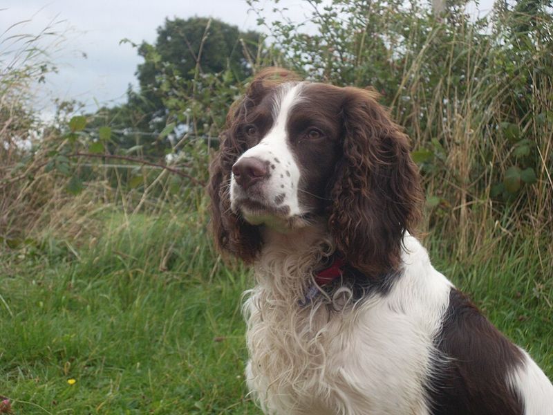 Some dogs enjoy doing their own thing - These breeds would rather join whatever you're doing 2 English Springer Spaniel