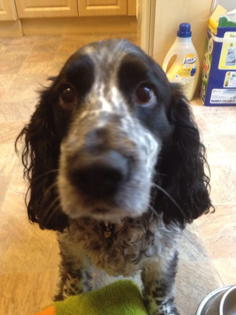 Love your personal space? These dogs may consider that an unnecessary household rule 10 English Cocker Spaniel