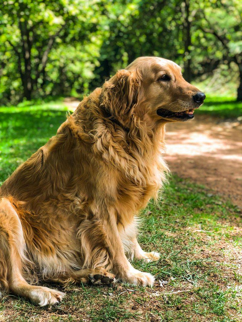 Owners don’t realize these 11 breeds often need earlier joint support 5 Golden Retriever