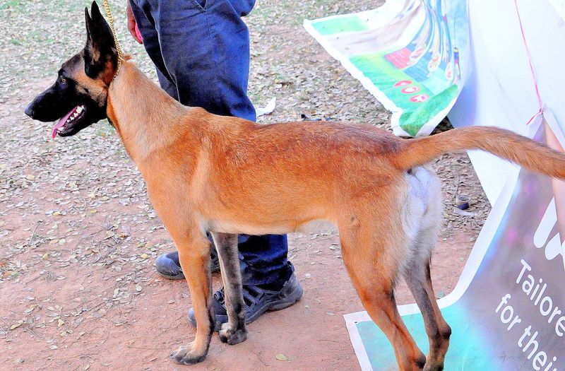 Viral videos made these 14 dog breeds famous – plus 3 that should be next 13 Belgian Malinois