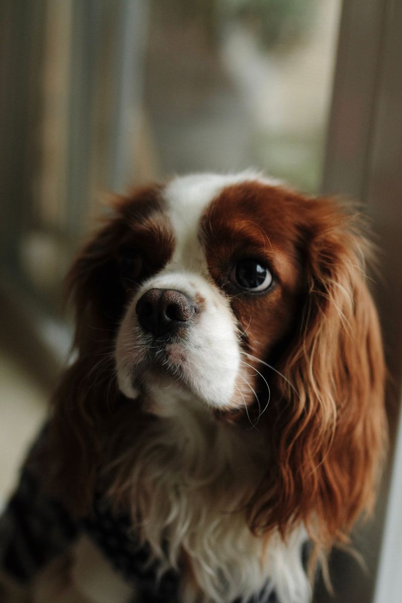 Some dogs take months to decide you're their person - These breeds may start much sooner 2 Cavalier King Charles Spaniel